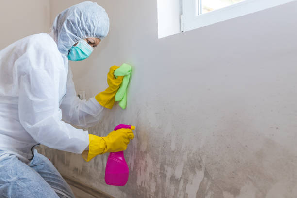 Reliable Peachtree Corners, GA Mold Removal & Remediation Solutions